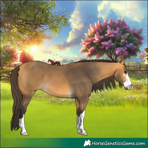 Horse Color:Buckskin 