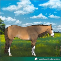 Horse Color:Buckskin 