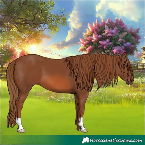 Horse Color:Chestnut 