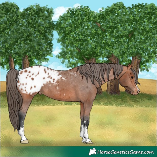 Horse Color:Bay Appaloosa 