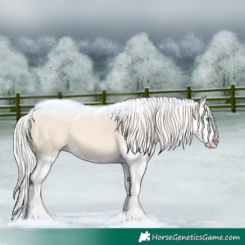 Horse Color:Cremello Splash