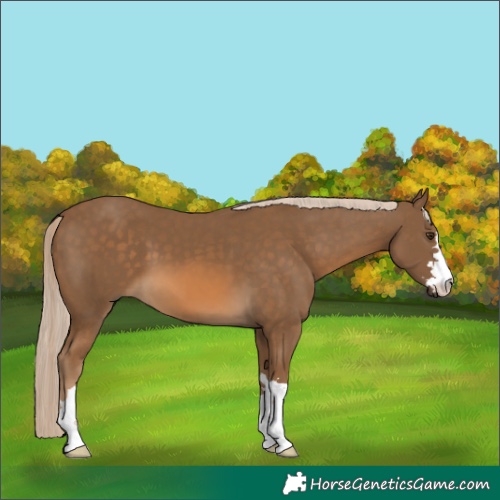 Horse Color:Chocolate Palomino 