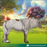Horse Color:Silver Blue Roan Appaloosa Rabicano 