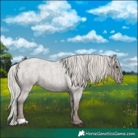 Horse Color:Silver Blue Roan Appaloosa Rabicano 