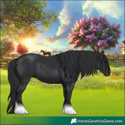 Horse Color:Black 
