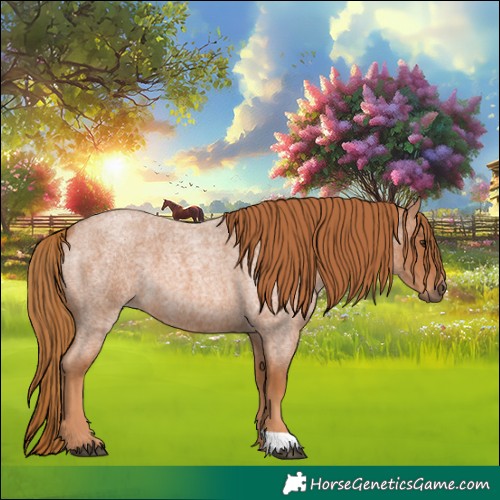 Horse Color:Red Roan 
