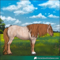 Horse Color:Red Roan
