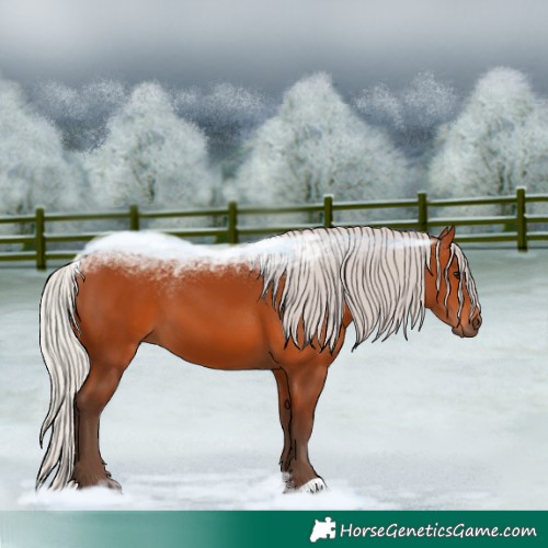 Horse Color:Silver Bay 