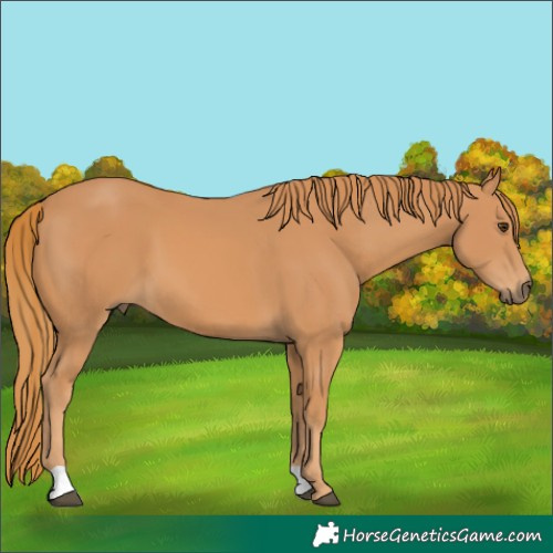 Horse Color:Chestnut 