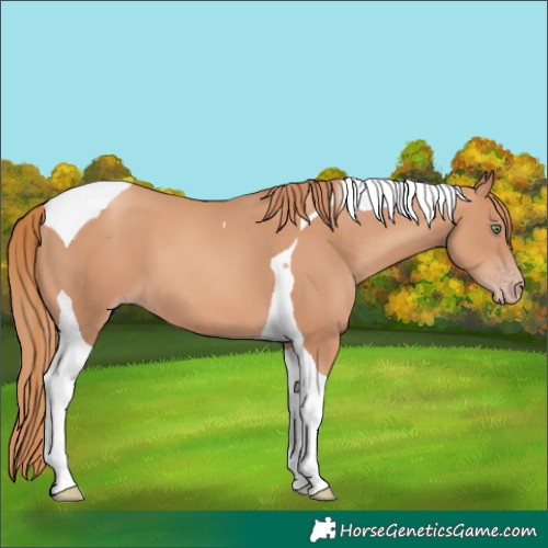 Horse Color:Gold Champagne Tobiano 