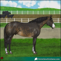 Horse Color:Buckskin Sabino 