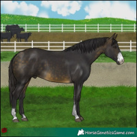 Horse Color:Buckskin Sabino
