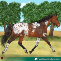 Horse Color:Bay Appaloosa and Bay Appaloosa