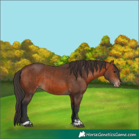 Horse Color:Bay Appaloosa and Bay Appaloosa
