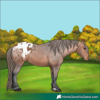 Horse Color:Bay Appaloosa 