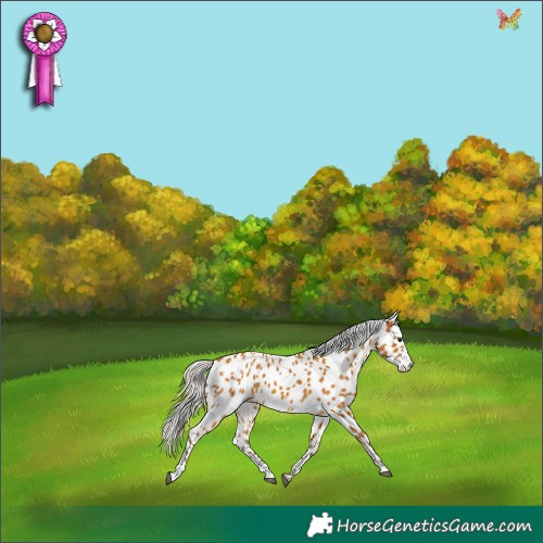 Horse Color:White Spotted Silver Buckskin Sabino Appaloosa 