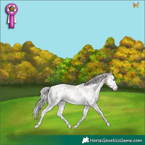 Horse Color:Silver Smoky Black Pearl Sabino Splash Appaloosa 