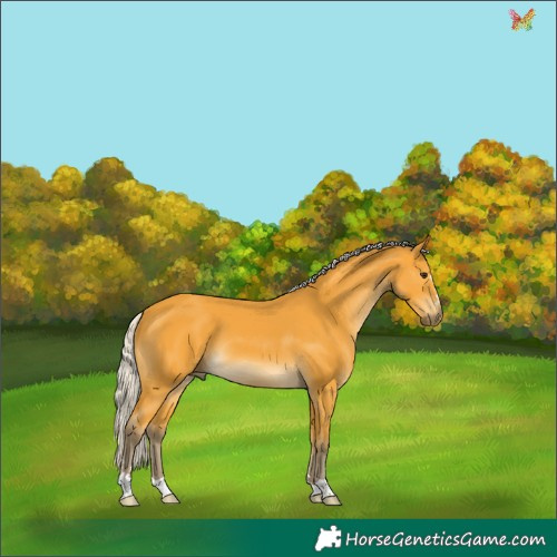 Horse Color:Silver Buckskin 