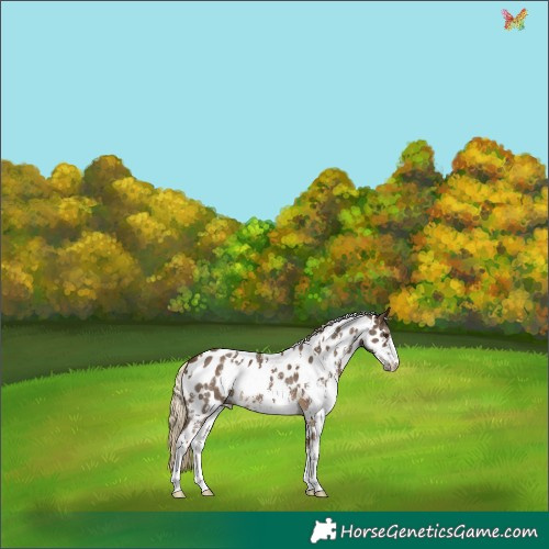 Horse Color:White Spotted Chocolate Palomino Sabino Appaloosa 