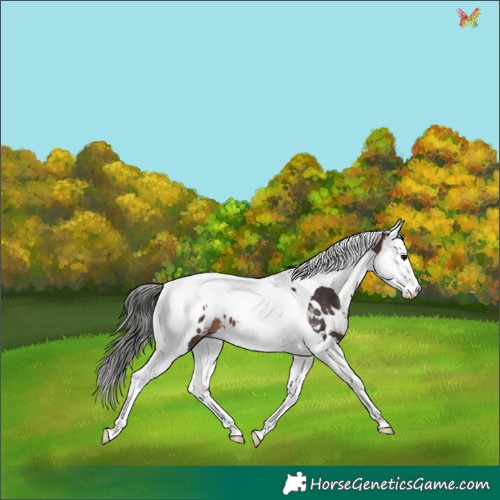 Horse Color:White Spotted Brown Splash Tobiano Appaloosa 
