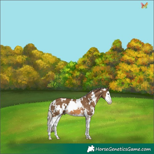Horse Color:White Spotted Chocolate Palomino Sabino Splash 