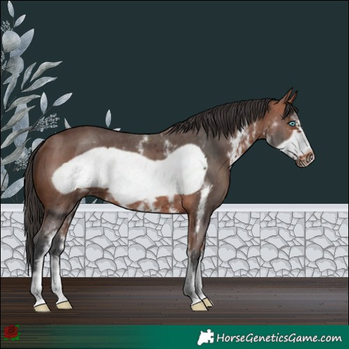 Horse Color:Bay Sabino Frame 