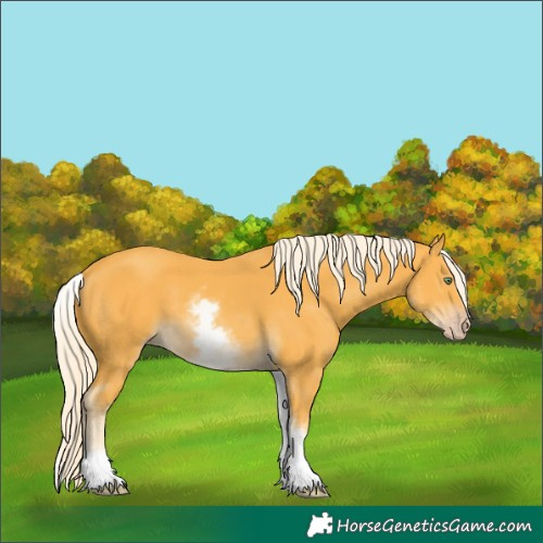 Horse Color:White Spotted Gold Cream Champagne 