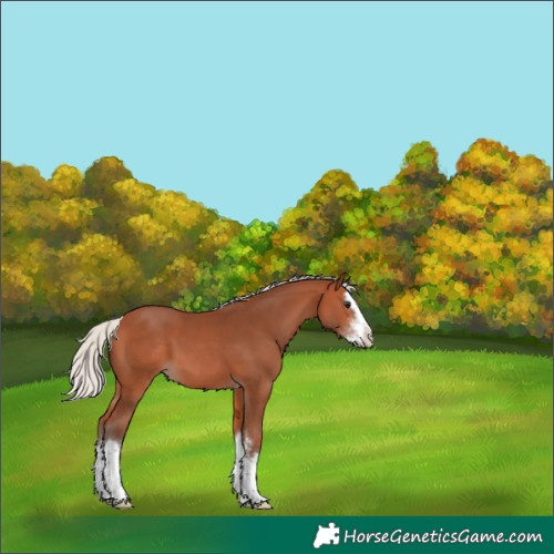 Horse Color:Unknown 