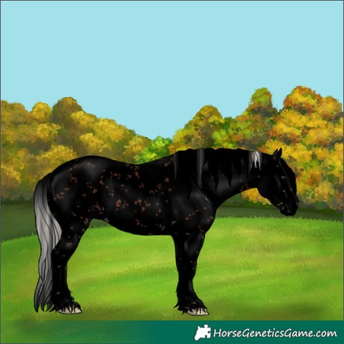 Horse Color:Void White Spotted Silver Brown Sabino Splash 