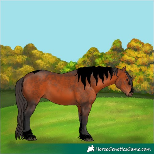 Horse Color:Void Bay Tobiano 