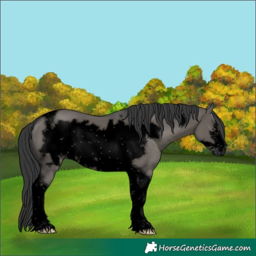 Horse Color:Void Grullo Tobiano Frame 