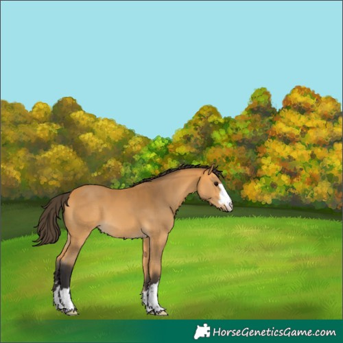 Horse Color:Unknown 
