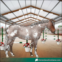 Horse Color:White Spotted Silver Brown Roan Rabicano 