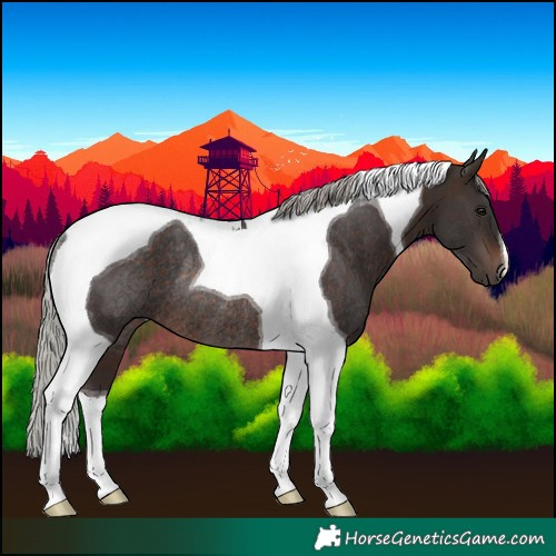 Horse Color:Silver Brown Tobiano Rabicano 