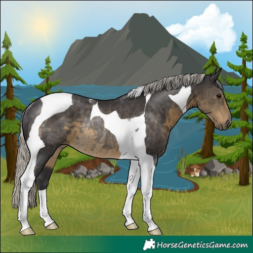 Horse Color:Silver Smoky Black Tobiano Rabicano