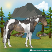 Horse Color:Silver Smoky Black Tobiano Rabicano