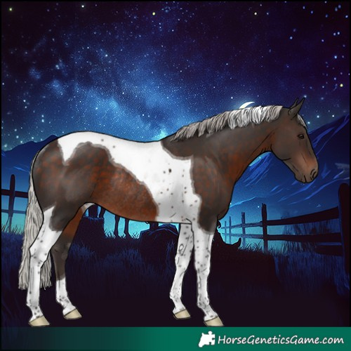 Horse Color:Silver Brown Tobiano Rabicano