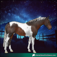 Horse Color:Silver Brown Tobiano Rabicano