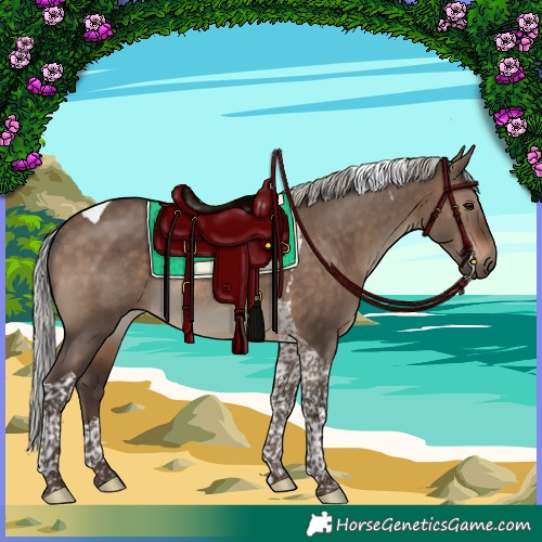 Horse Color:Silver Brown Dun Tobiano Rabicano