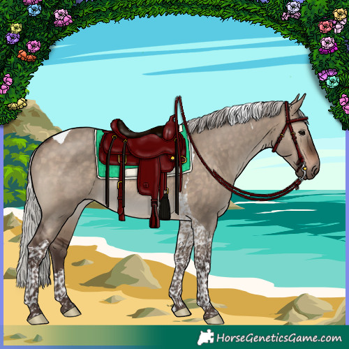 Horse Color:Silver Brown Dun Tobiano Rabicano