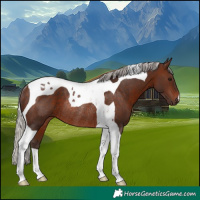 Horse Color:Silver Brown Tobiano Rabicano