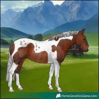 Horse Color:Silver Brown Tobiano Rabicano
