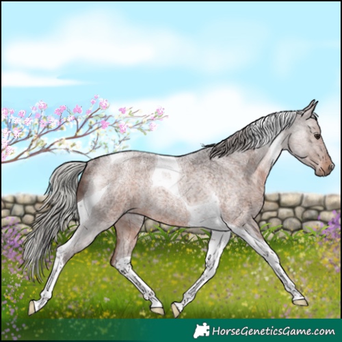 Horse Color:Silver Brown Roan Tobiano Rabicano 