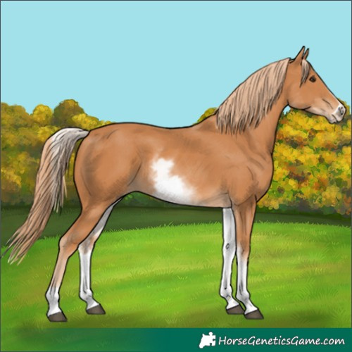 Horse Color:White Spotted Chestnut Frame 