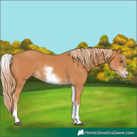 Horse Color:White Spotted Chestnut Frame 