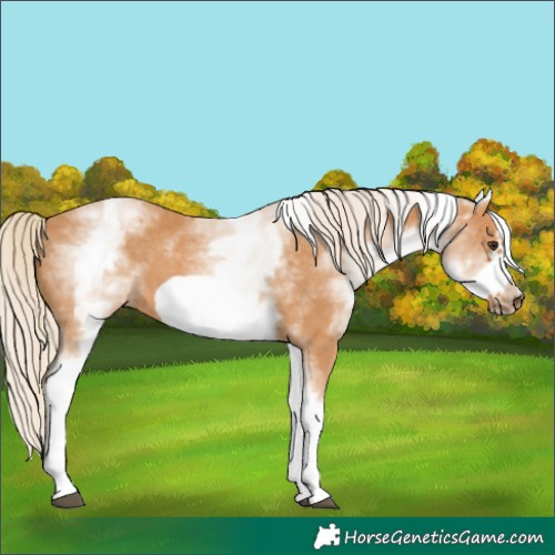Horse Color:White Spotted Chestnut Frame 