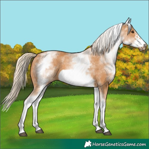 Horse Color:White Spotted Chestnut Frame