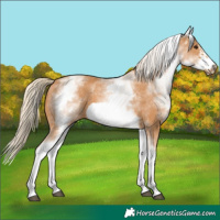 Horse Color:White Spotted Chestnut Frame 