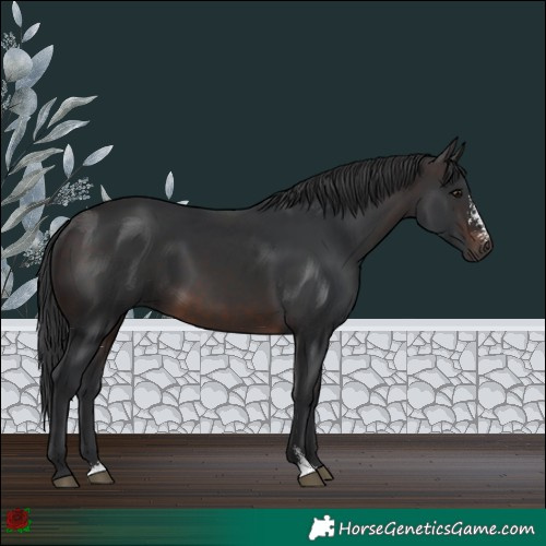 Horse Color:Brown Sabino Rabicano