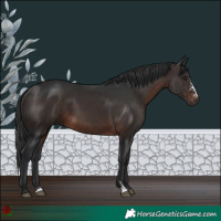 Horse Color:Brown Sabino Rabicano 